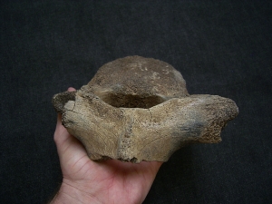 Mammoth vertebra, young individual