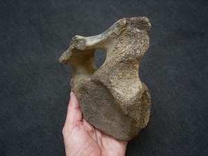 Mammoth vertebra, young individual