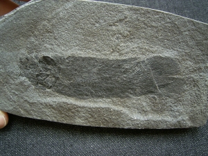 Pentlandia - Lungenfisch aus dem Devon