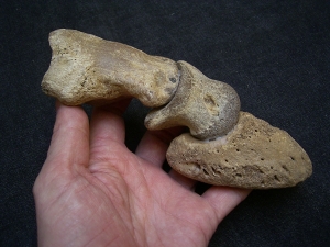 Aurochs foot, pleistocene age