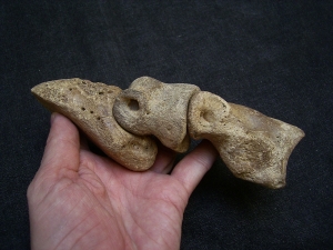 Auerochsen Fuß aus dem Pleistozän