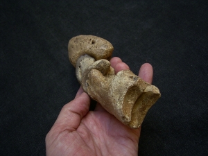 Auerochsen Fuß aus dem Pleistozän