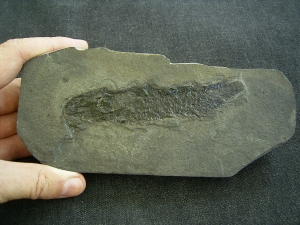 Osteolepis - Coelacanth, devonian age # 2