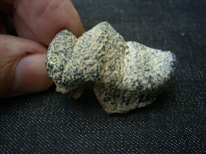 Hyena tooth pleistocene age