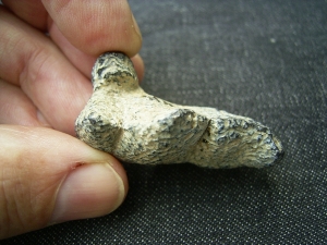 Hyena tooth pleistocene age