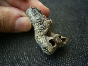 Hyänen Zahn aus dem Pleistozän