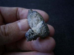 Hyena tooth pleistocene age