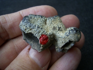 Hyena tooth pleistocene age