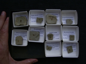 Käfer Sammlung aus dem Eozän