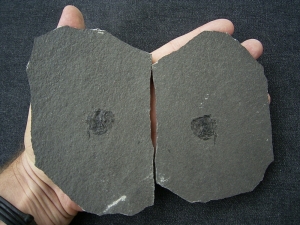 Microbrachius dicki # 5 Rare Placoderm devonian age, Positive and Negative, two slabs!