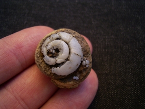 Opalized snail, Helix ramondi