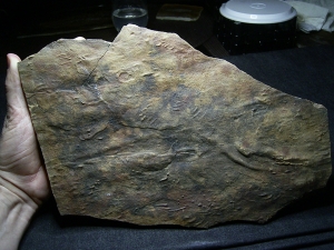 Slab with footprints of differend smaller and bigger reptiles