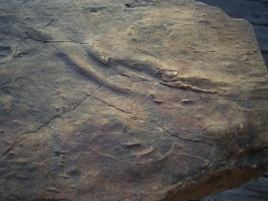 Platte mit Spuren von verschiedenen Reptilien