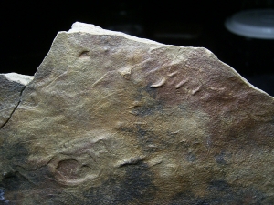 Platte mit Spuren von verschiedenen Reptilien