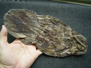 Coelacanth, Whiteia woodwardi