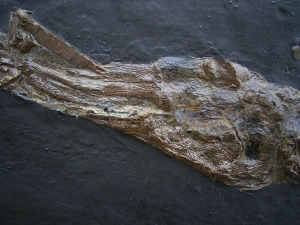 Gar fish, Atractosteus, Messel Pit
