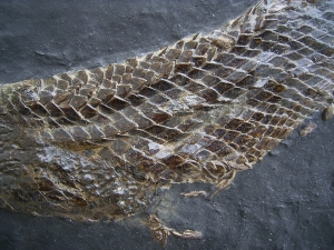 Gar fish, Atractosteus, Messel Pit