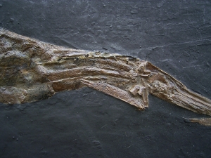 Knochenhecht Atractosteus aus der Grube Messel