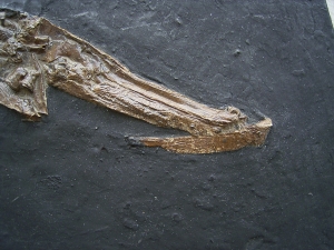 Knochenhecht Atractosteus aus der Grube Messel