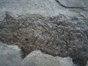 Cheirolepis, seltener Raubfisch aus dem Devon