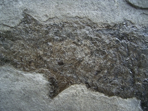 Cheirolepis, seltener Raubfisch aus dem Devon