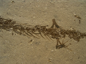 Amphibian skeleton Chelotriton