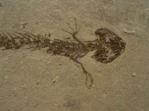 Amphibien Skelett Chelotriton
