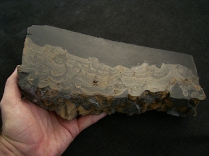 Große Stromatholithen-Platte aus dem Devon