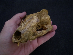 Badger skull, big and old individual