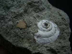 Vogel Eier-Schalen und Schnecke