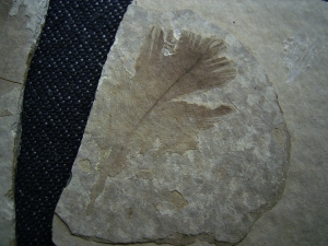 Bird feather, positive and negative