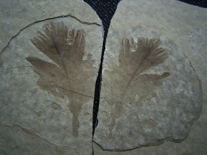 Bird feather, positive and negative