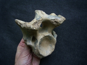 Bison priscus neck vertebra