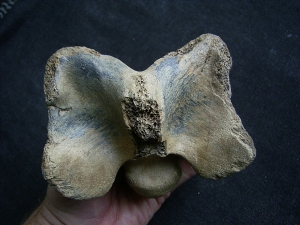 Bison priscus neck vertebra