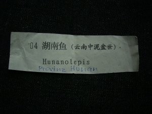 Panzerfisch Hunanolepis