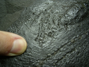 Pygopterus mit gefressenem Palaeoniscum im Bauch