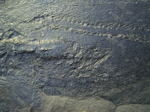 Pygopterus with eaten Palaeoniscum in the stomach