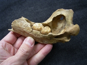 Cave bear jaw with tooth