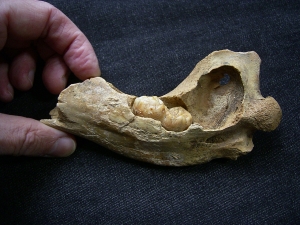 Höhlenbär Unterkiefer mit Zahn