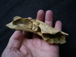 Höhlenbär Unterkiefer mit Zahn