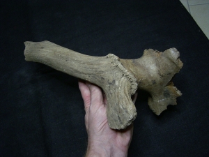 Ginat deer skull fragment with antler