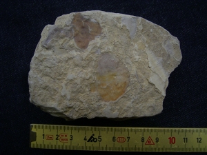 Placoderm fossils undescrbed