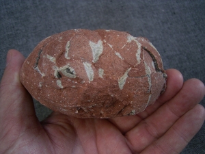Dinosaurier Ei aus der Kreidezeit