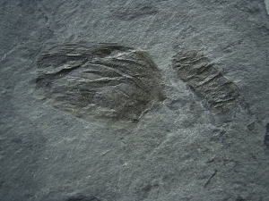 Eurypterid fragments, silurian age