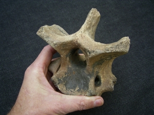 Whooly Rhinoceros Coelodonta neck vertebra