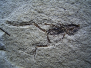 Frosch aus El Salvador