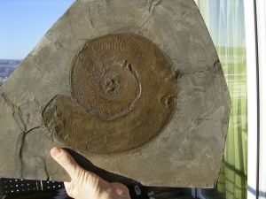 Harpoceras, großer Ammonit aus Holzmaden