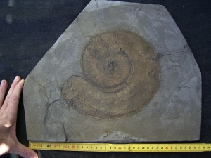 Harpoceras, großer Ammonit aus Holzmaden