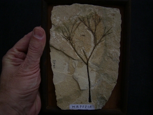 Plant fossil Maffeia, Monta Bolca