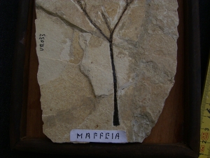 Pflanzenfossil Maffeia aus Monte Bolca